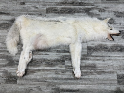 Peau - Loup Arctique #07710-14