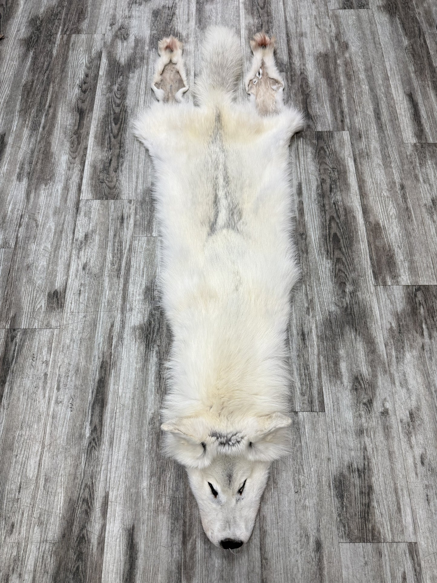 Peau - Loup Arctique #07710-14