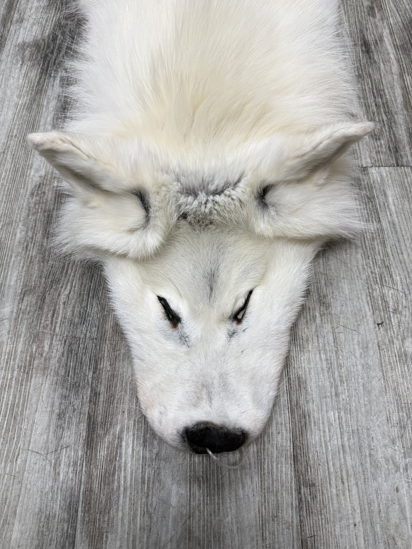 Peau - Loup Arctique #07710-14