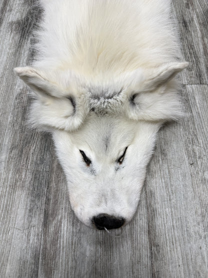 Peau - Loup Arctique #07710-14