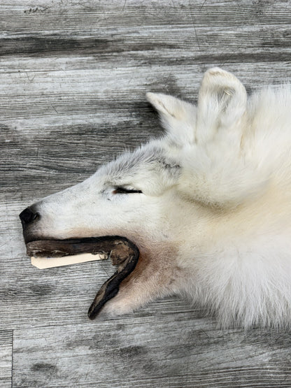 Peau - Loup Arctique #07710-14