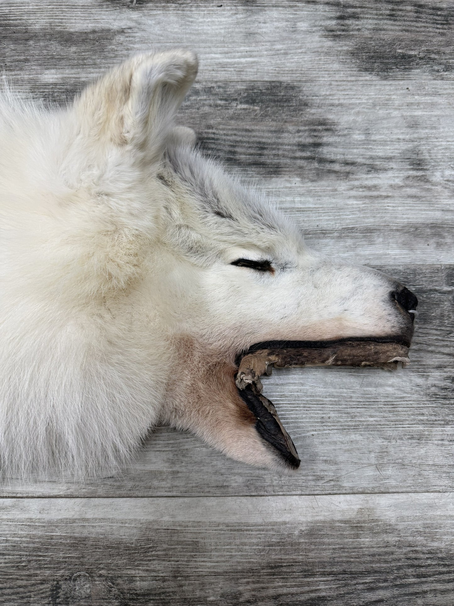 Peau - Loup Arctique #07710-14