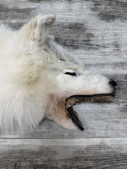Peau - Loup Arctique #07710-14
