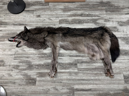 Peau - Loup Noir #19468754