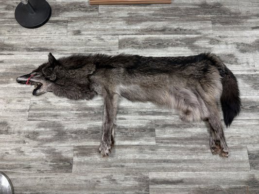 Peau - Loup Noir #19468754