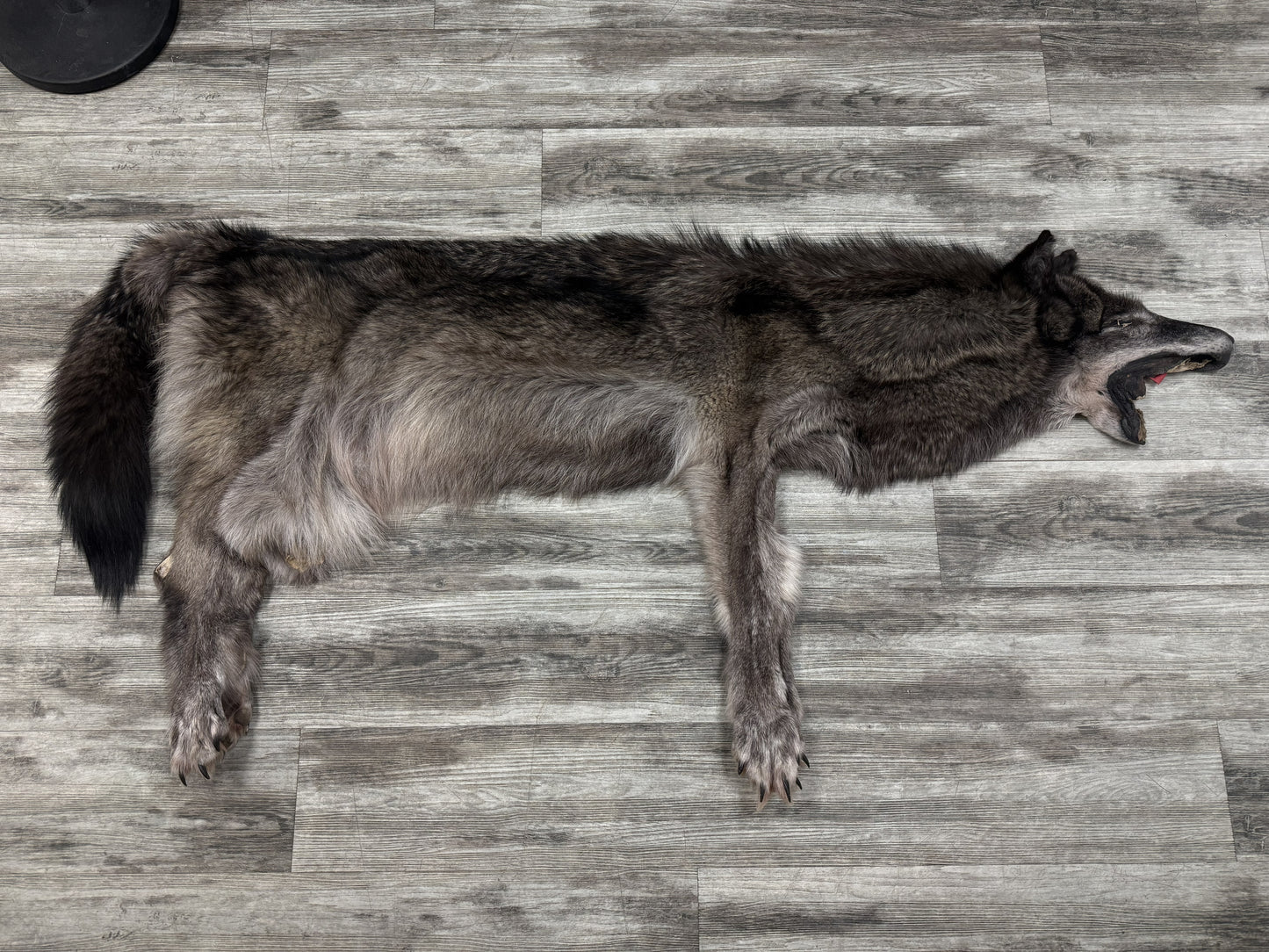 Peau - Loup Noir #19468754