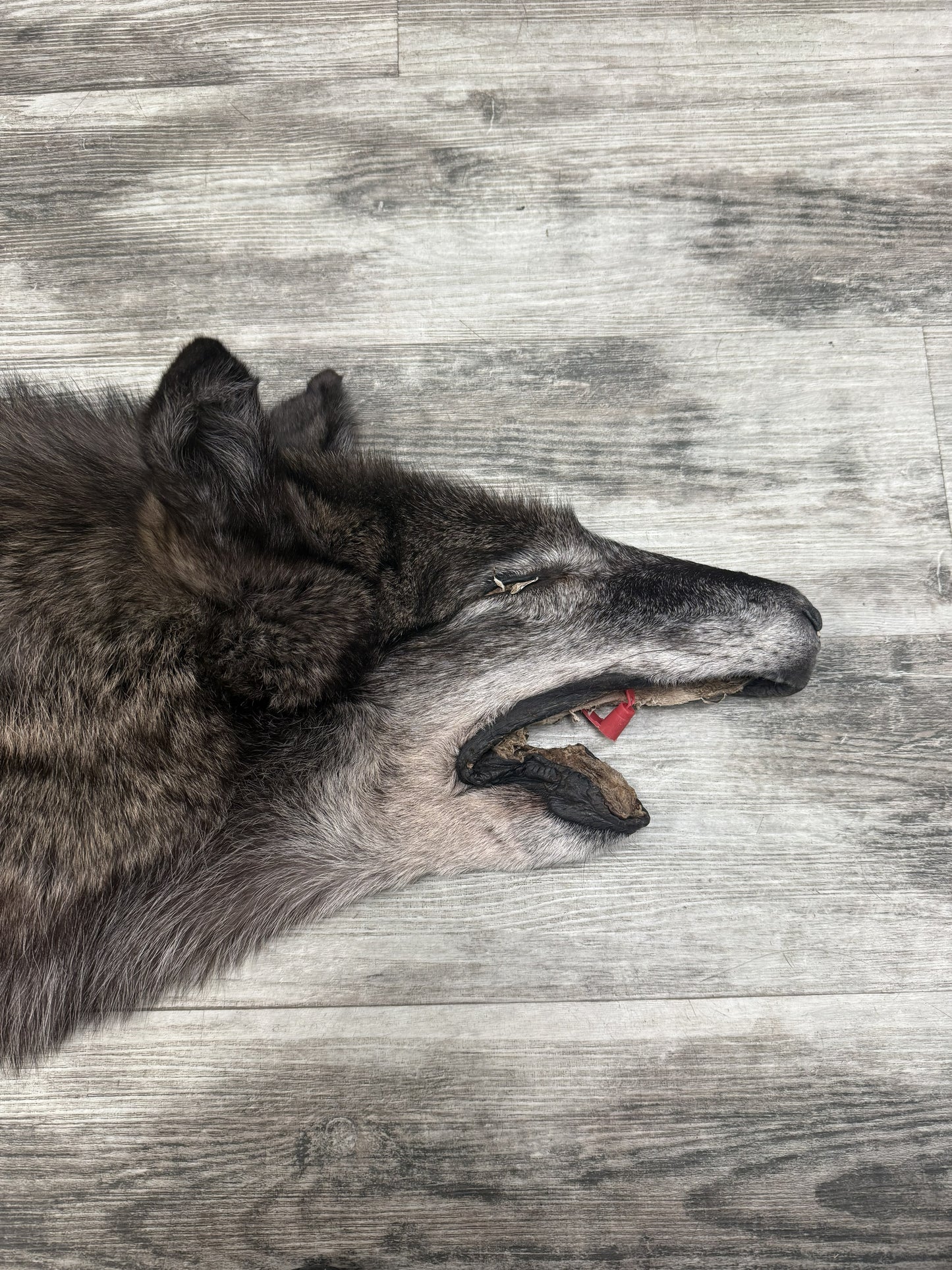 Peau - Loup Noir #19468754