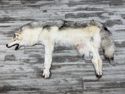 Peau - Loup Arctique #855903