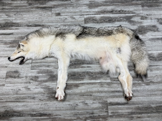 Peau - Loup Arctique #855903