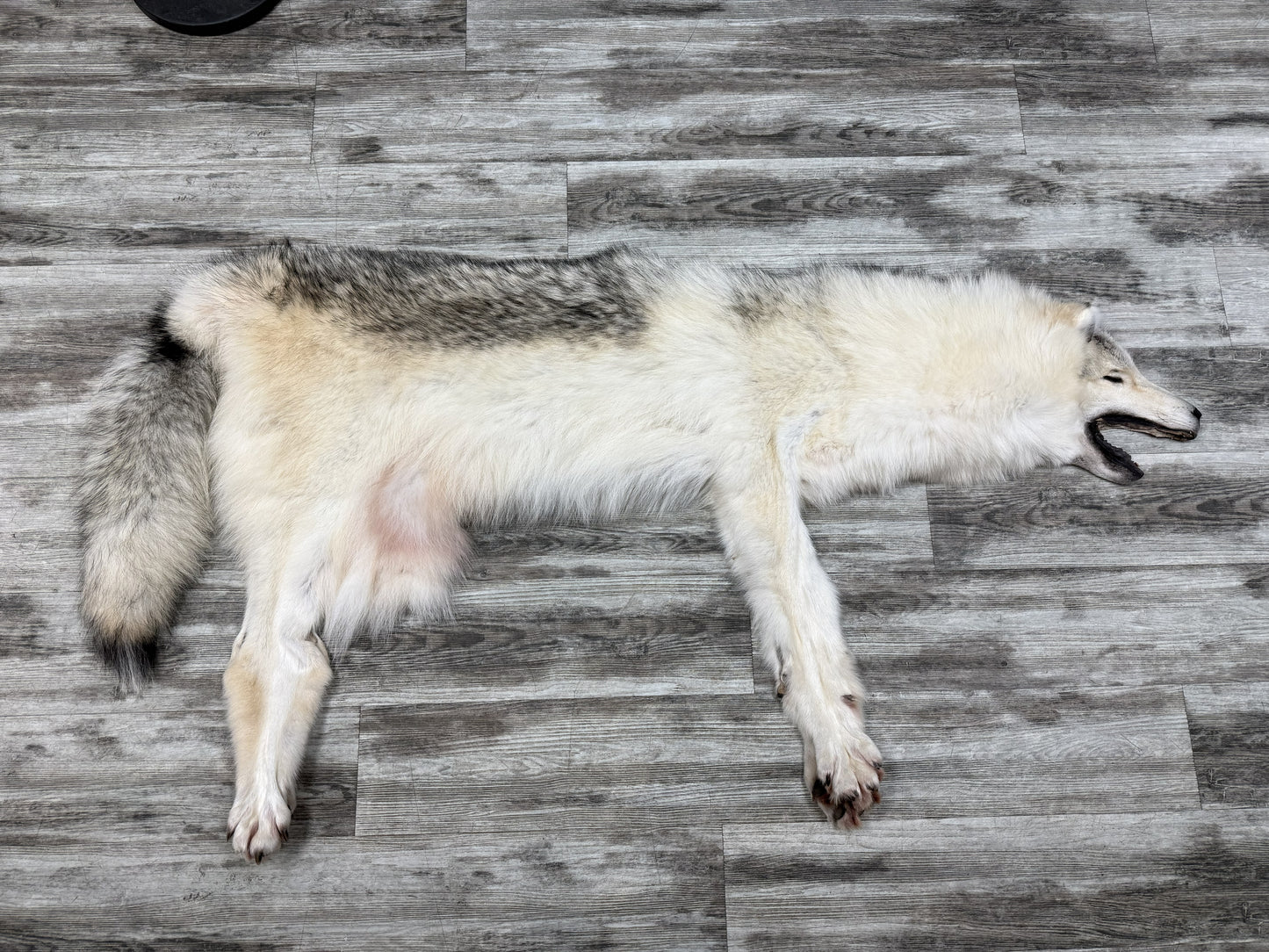 Peau - Loup Arctique #855903