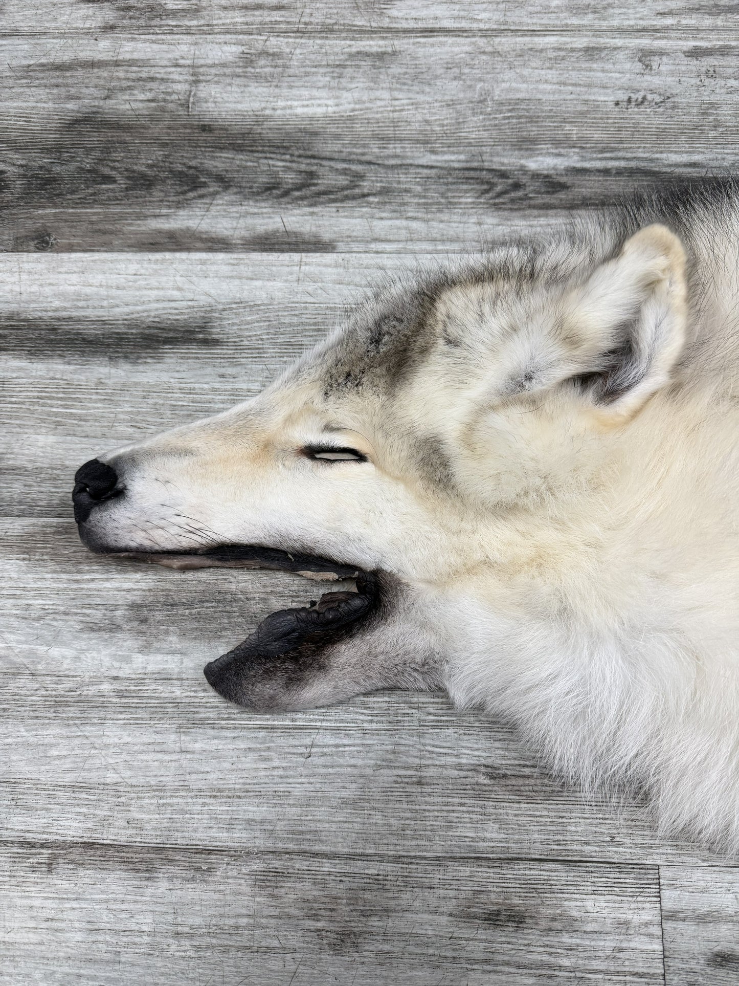 Peau - Loup Arctique #855903