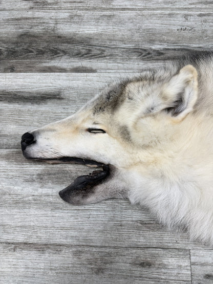Peau - Loup Arctique #855903