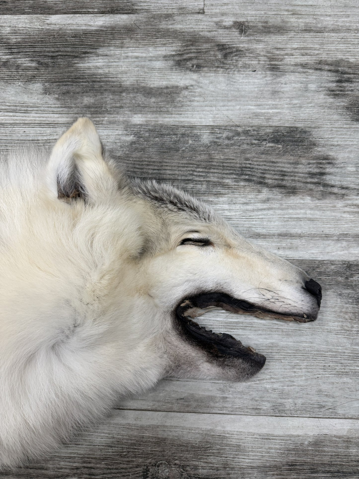 Peau - Loup Arctique #855903