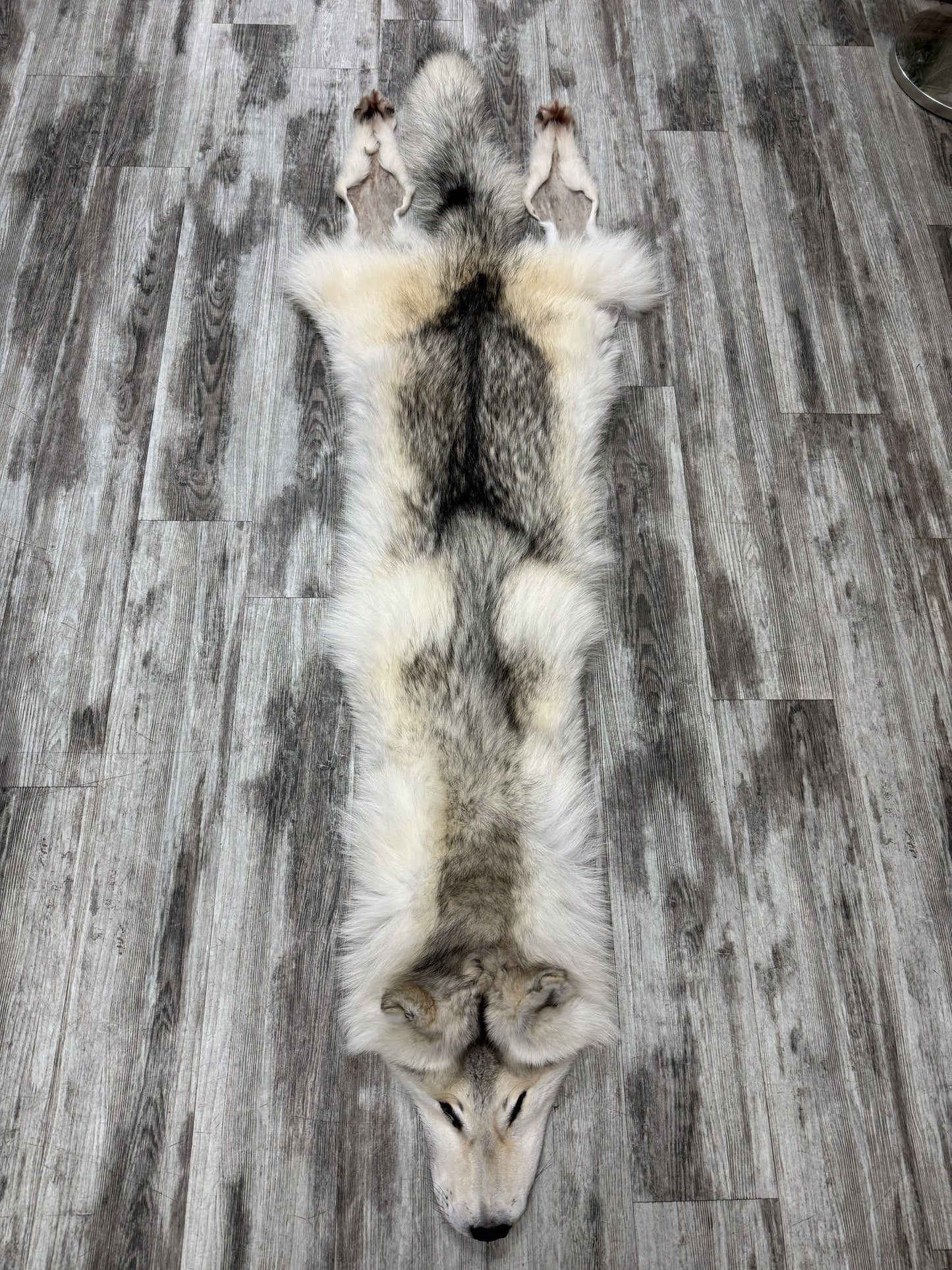 Peau - Loup Arctique #855903