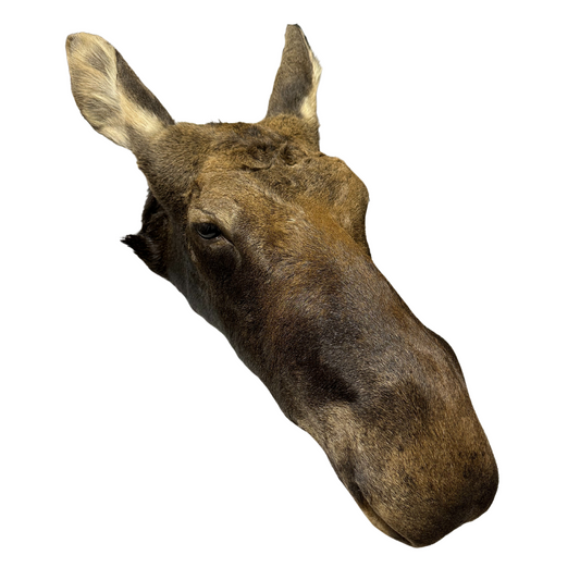 Shoulder Mounts - Moose head #1