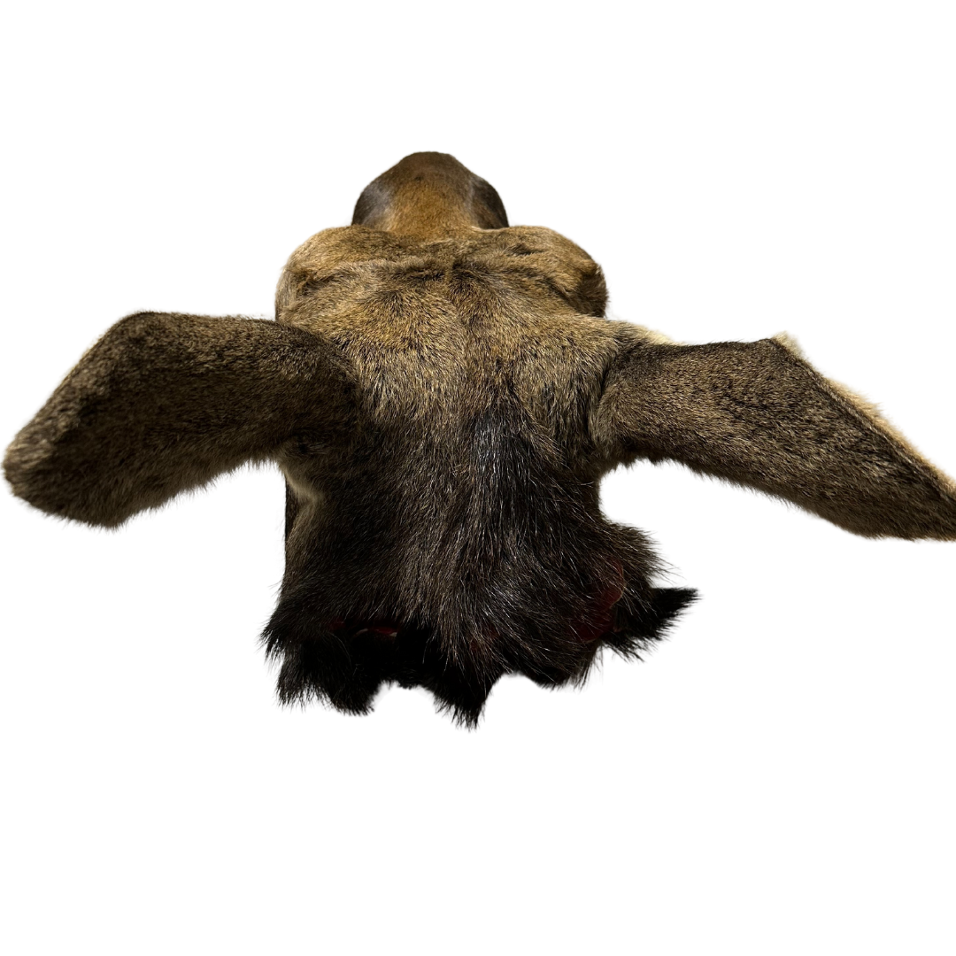 Shoulder Mounts - Moose head #1