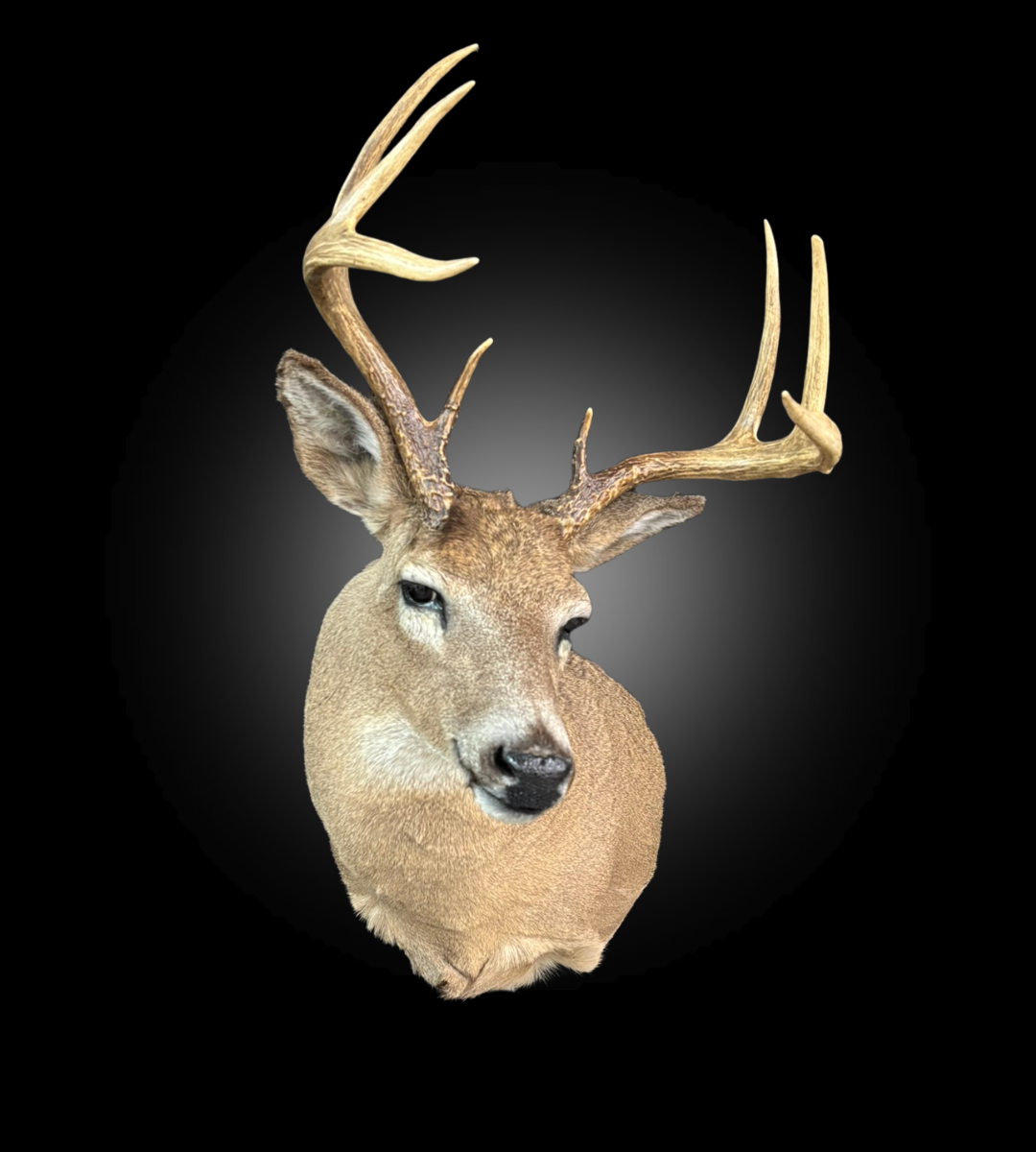 Shoulder Mount - Deer #0001375