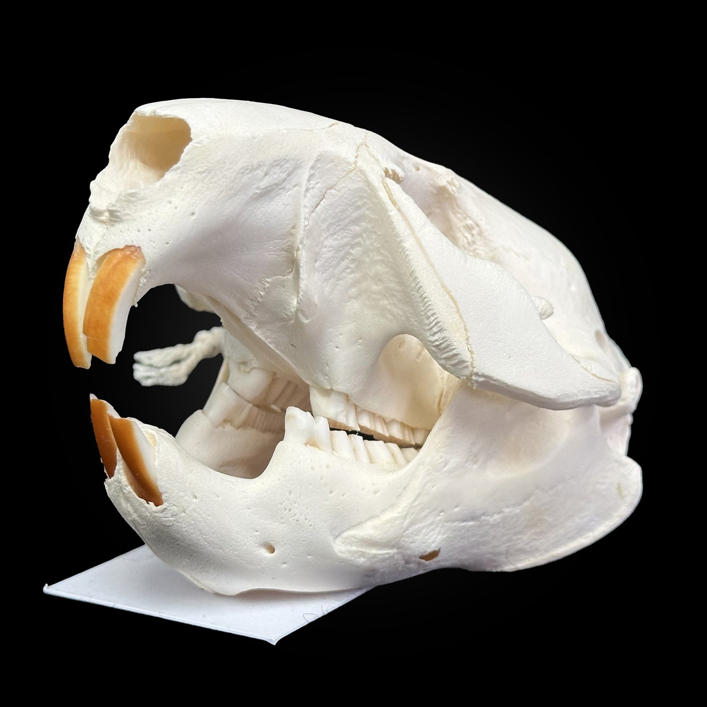 Crâne blanchi - Castor #CASTOR10