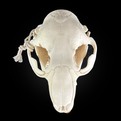 Crâne blanchi - Castor #CASTOR10