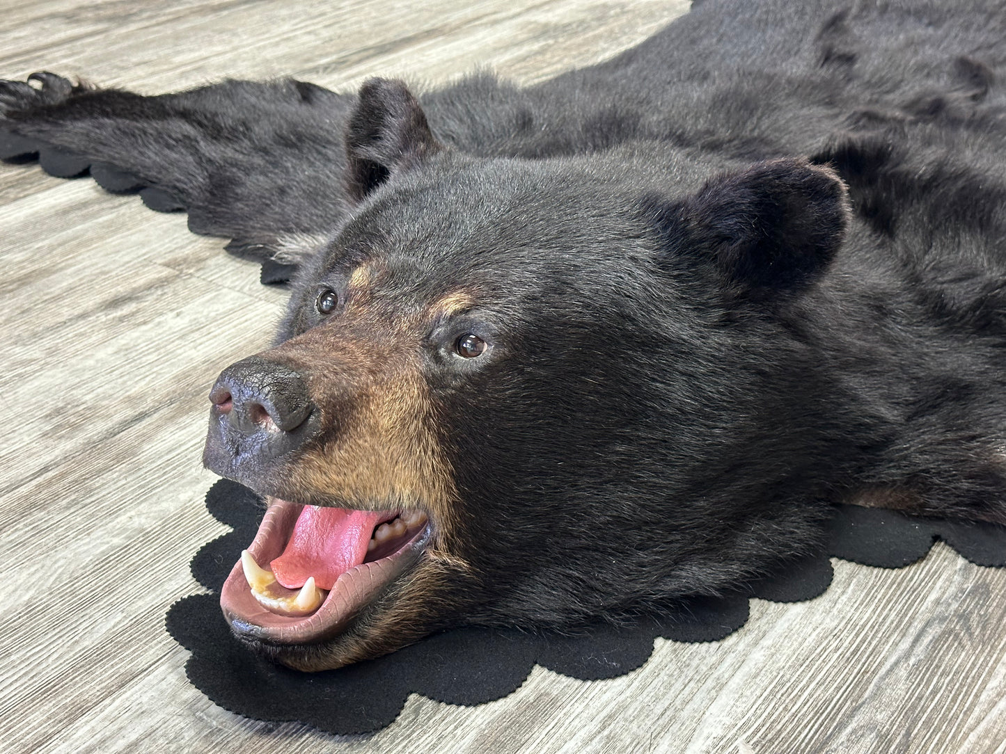 Black Bear Rug - #15366