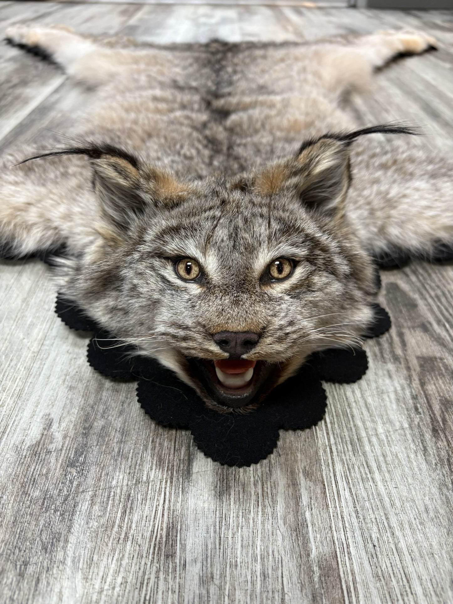 Rug - Canadian Lynx #15459