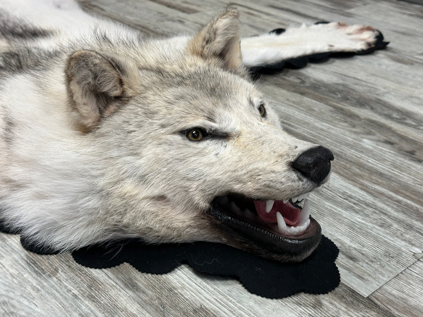 Rug - Arctic Wolf #16183