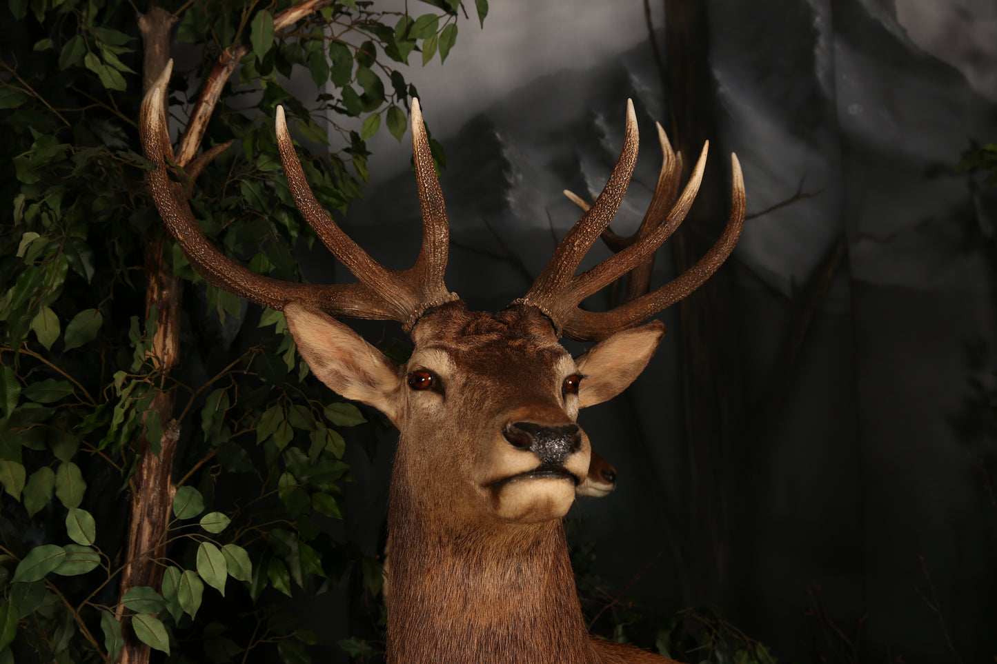 MOUNTS - RED STAG