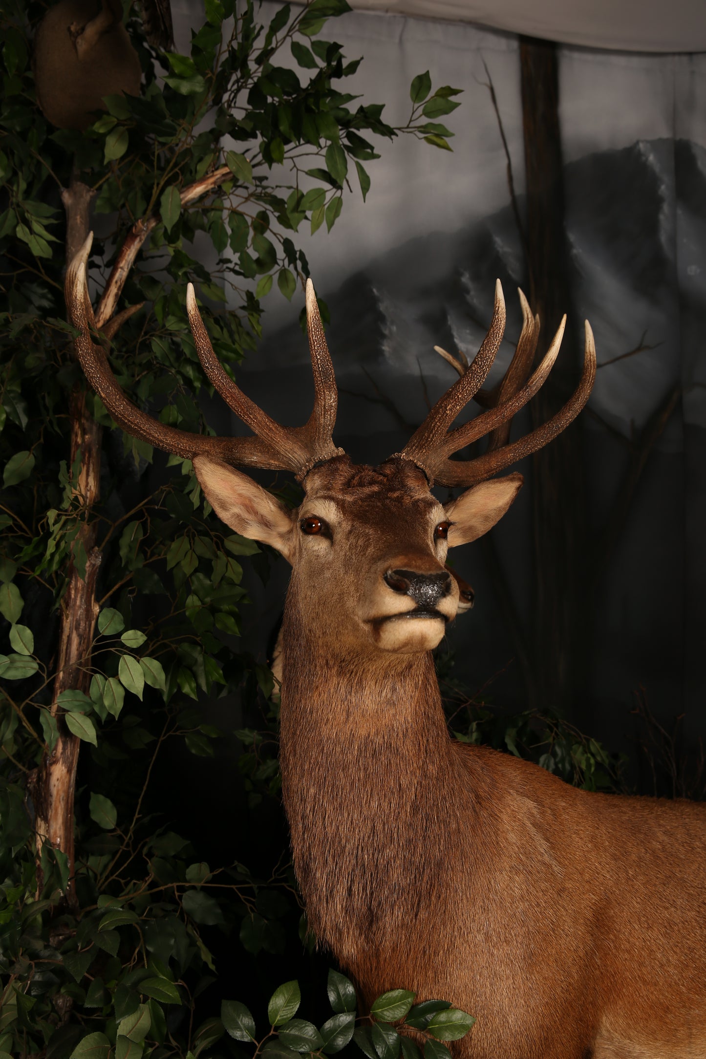 MOUNTS - RED STAG