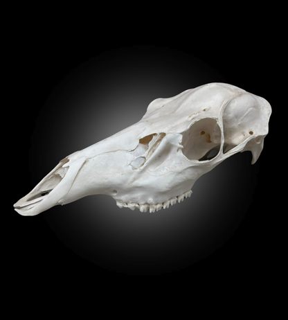 Bleached Skull - Red Deer 