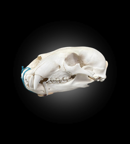 Bleached Skull - Polar Bear #0100
