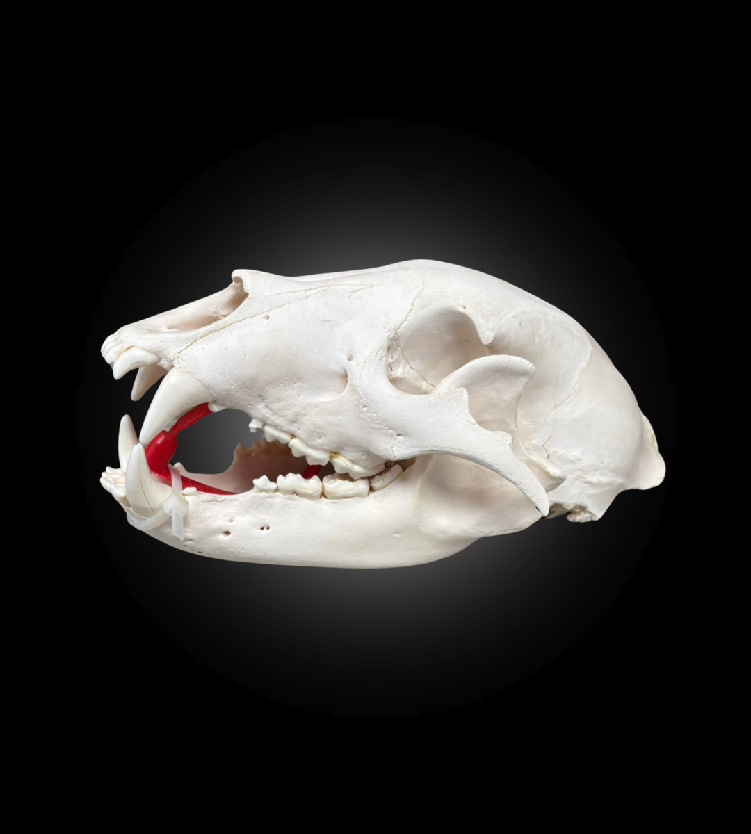 Bleached Skull - Black Bear #0000761