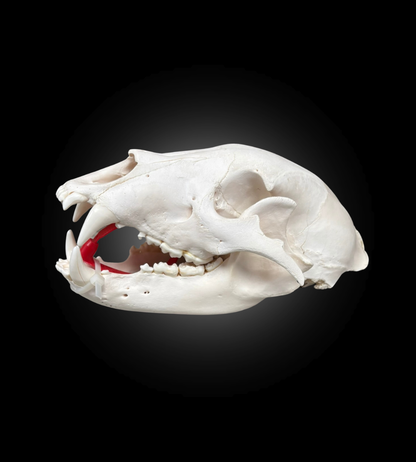 Bleached Skull - Black Bear #0000761