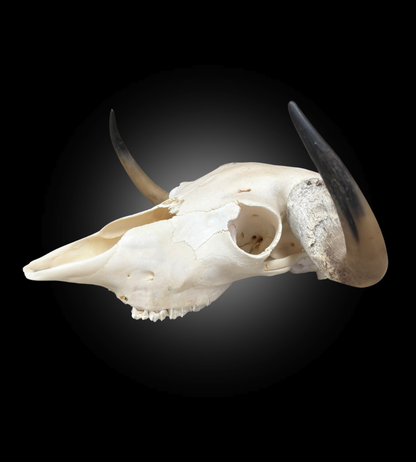 Bleached Skull - Muskox #0000769