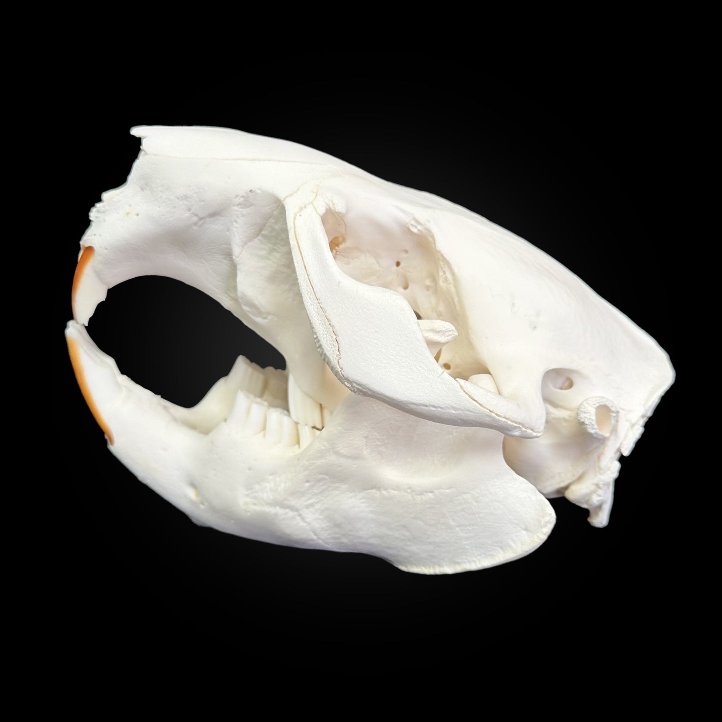 Crâne blanchi - Castor #CASTOR1