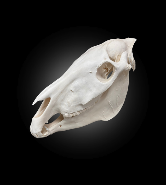 Bleached Skull - Zebra #23763