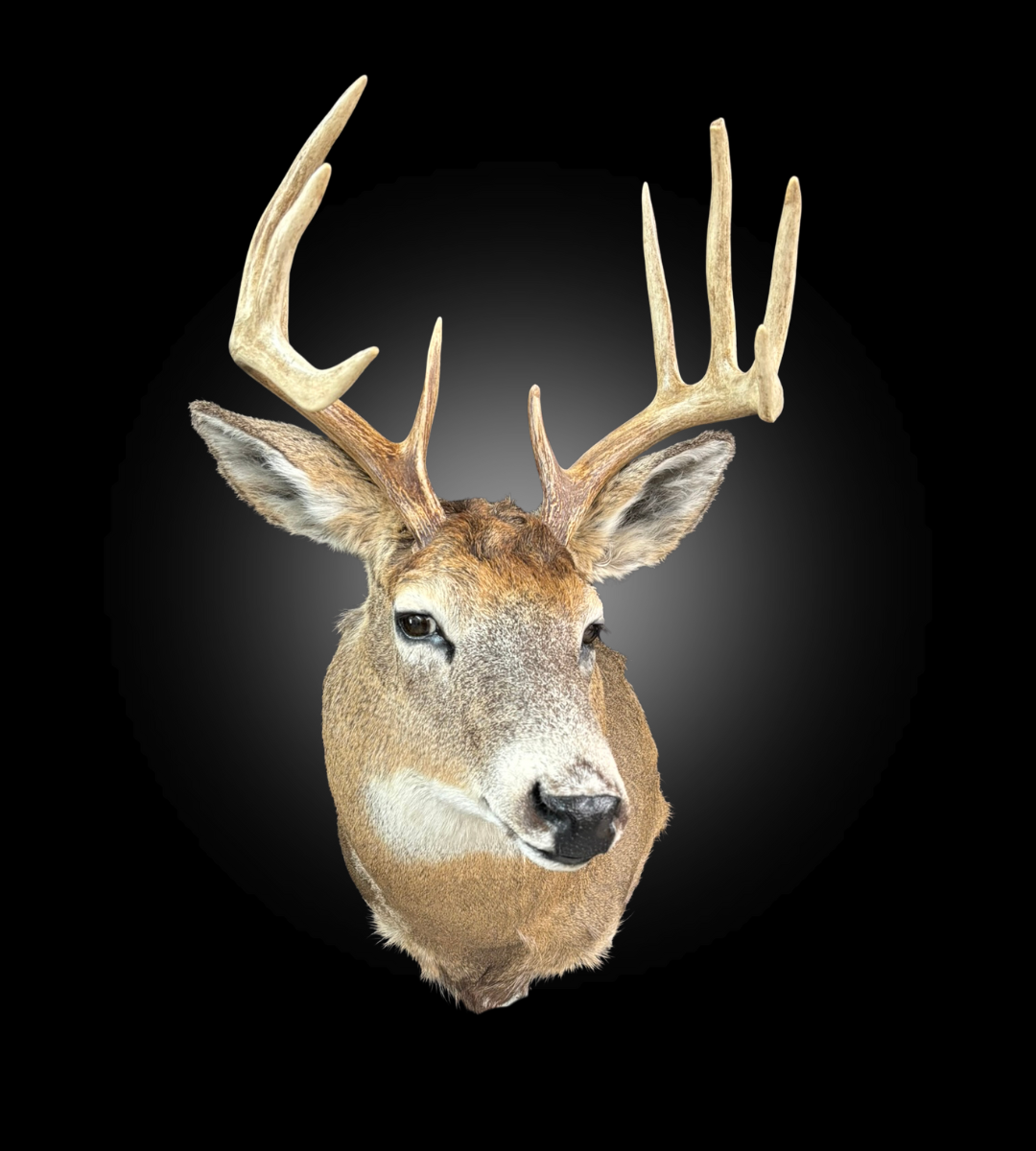 Tête - Chevreuil #0001412