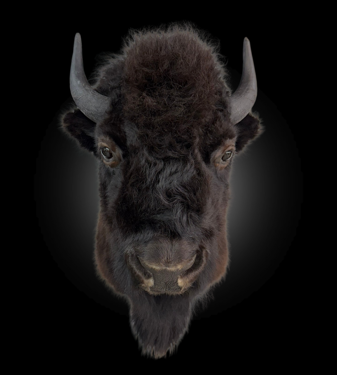 Shoulder Mount - Bison #0001368