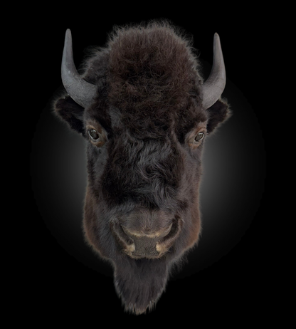 Shoulder Mount - Bison #0001368