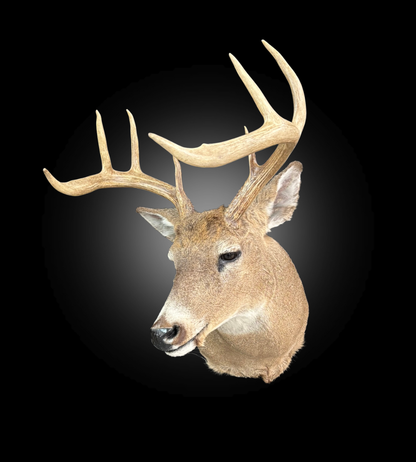 Shoulder Mount - Deer #0001377