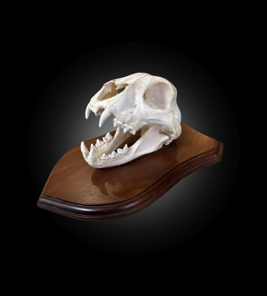 Bleached Skull - Cougar on a decorative plate