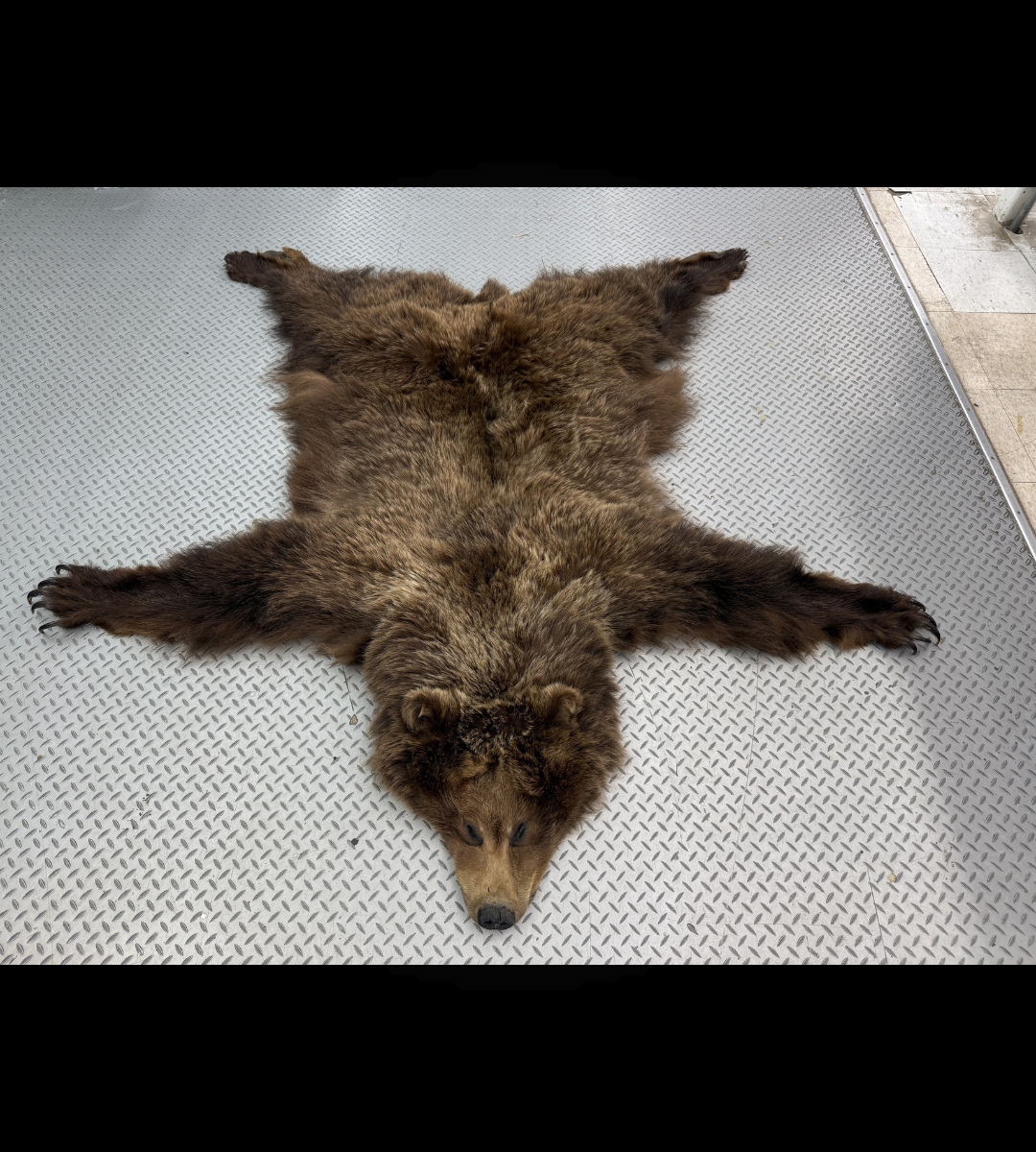Dressed Skin - Grizzly #32576