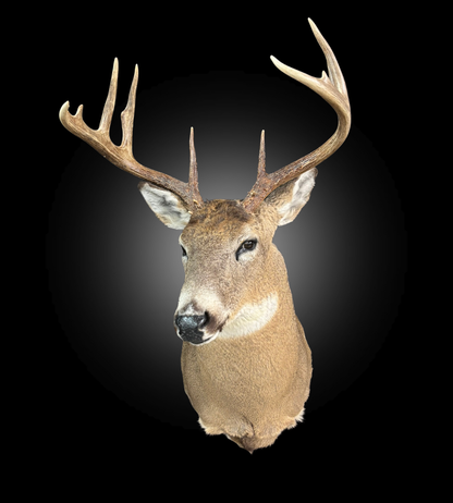 Tête - Chevreuil #0001376