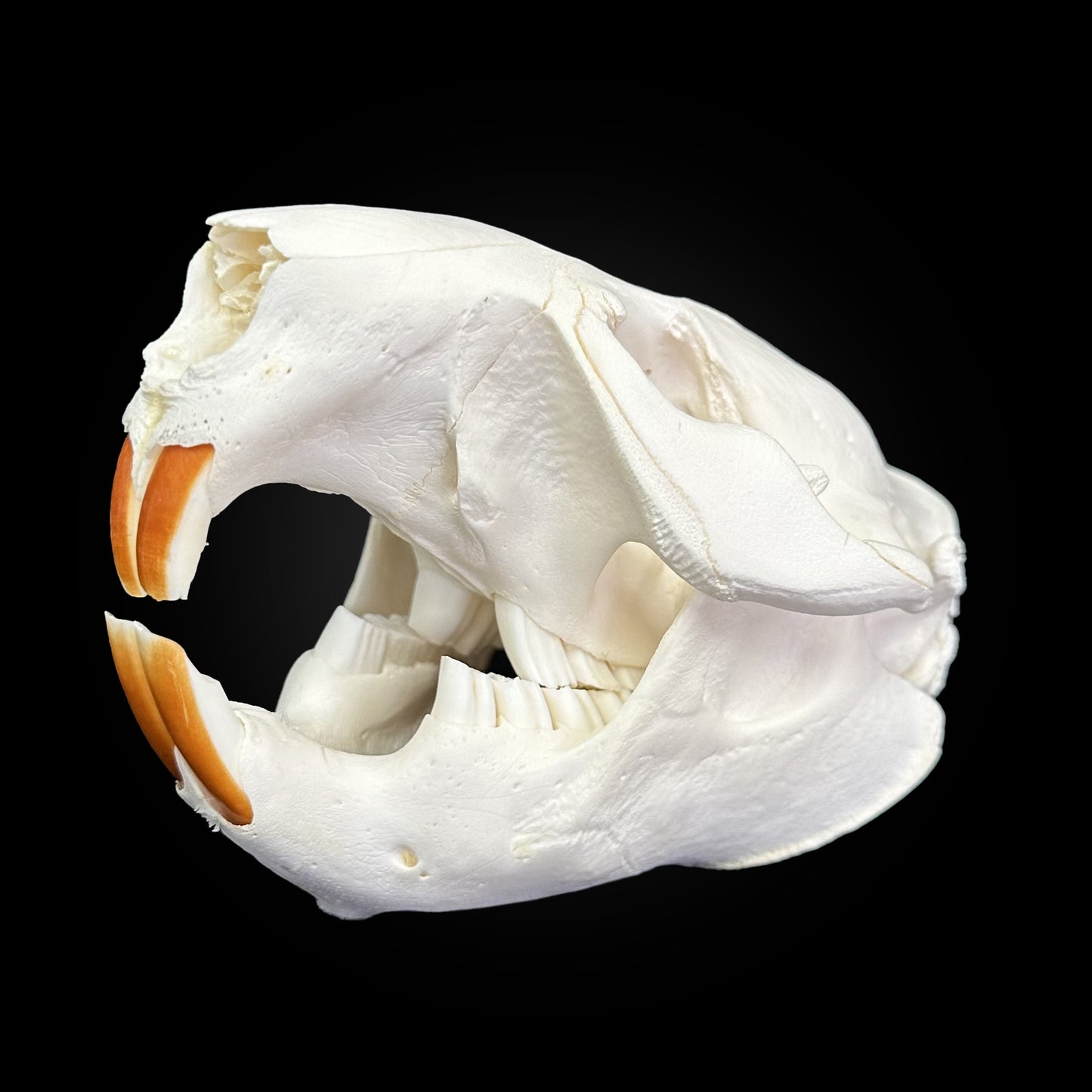 Crâne blanchi - Castor #CASTOR1