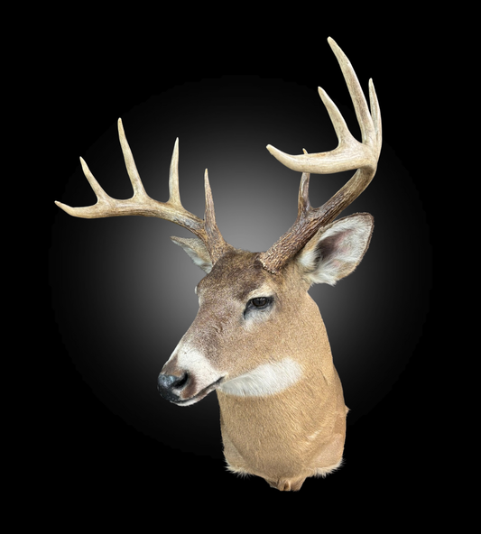 Tête - Chevreuil #0001415