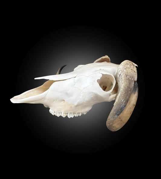 Bleached Skull - Muskox #0000770