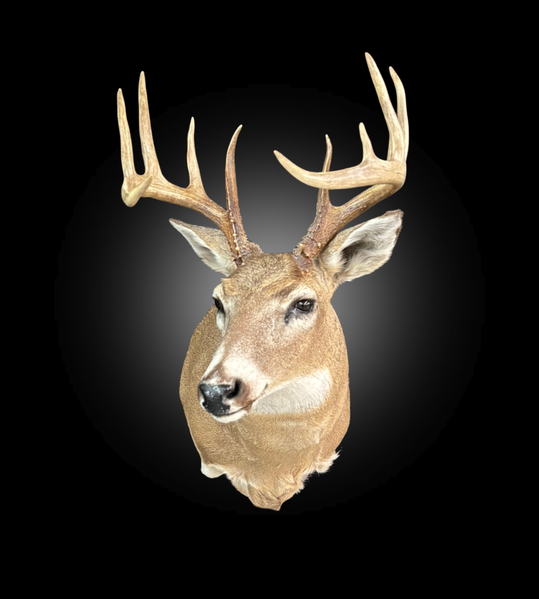Shoulder Mount - Deer #0001378