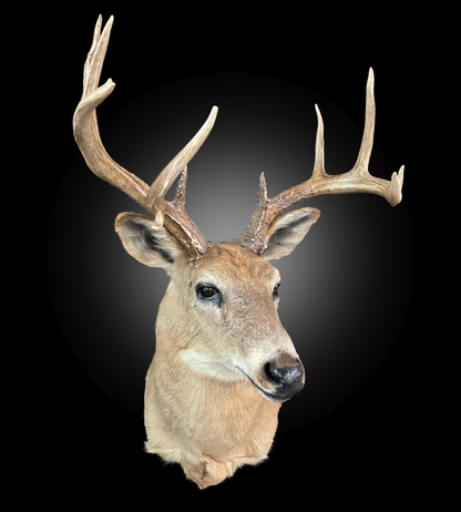 Tête - Chevreuil #0001437