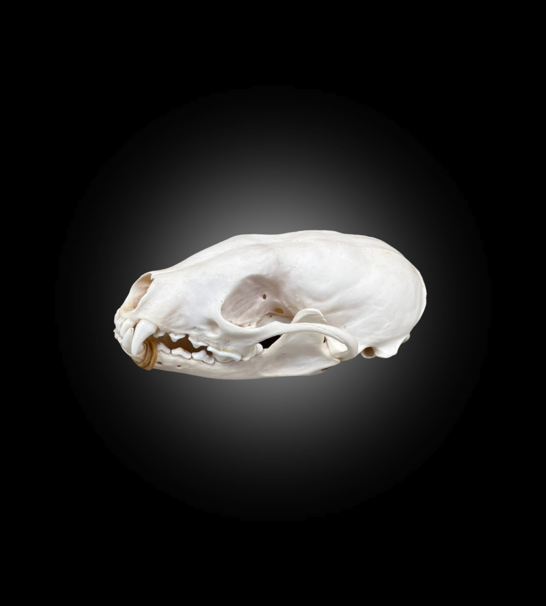 Bleached Skull - Fisher #0001068