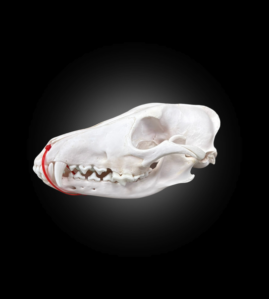 Crâne Blanchi - Coyote