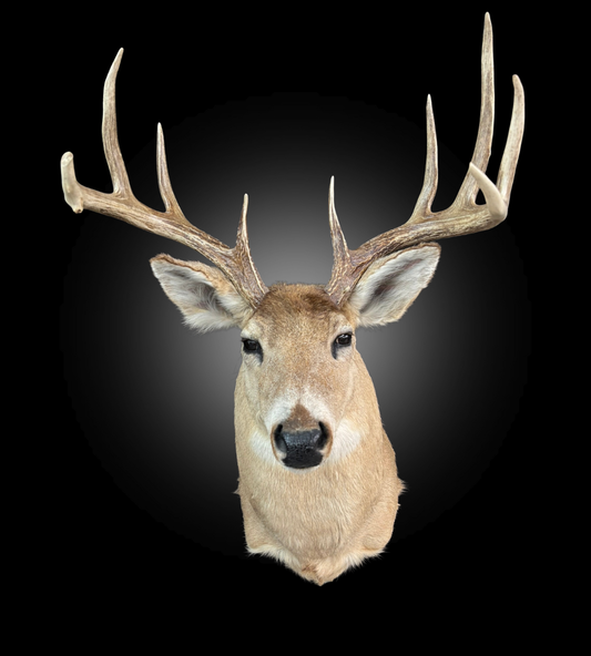 Tête - Chevreuil #0001436